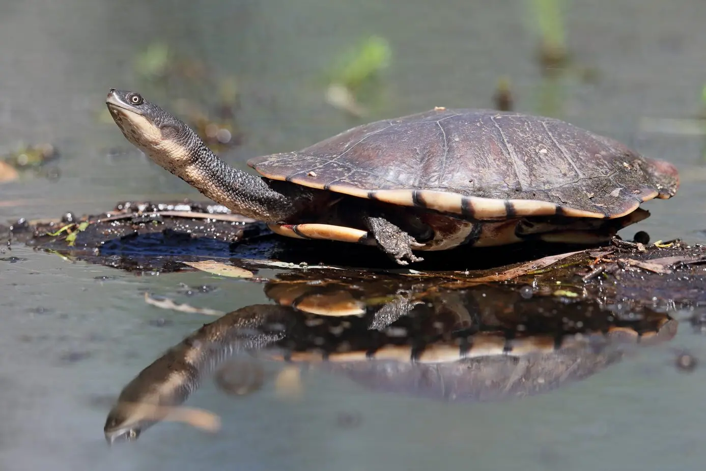SUN CHASER: Eastern Long-necked Turtle sunning itself with neck extended. PHOTO: Chris Tzaros (Birds Bush and Beyond)