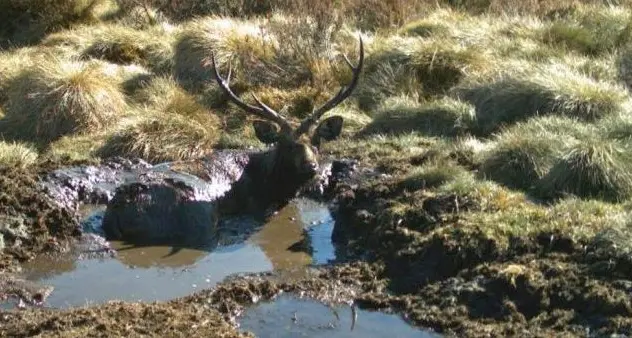 National plan to rein in deer a \"potential game changer\"