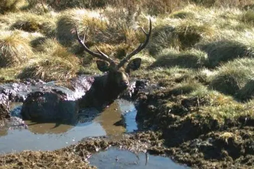 TIME IS UP: A national plan to contain feral deer numbers has been welcomed. This Sambar deer was snapped in a wallow on the Bogong High Plains. PHOTO: Parks Victoria Id:35700