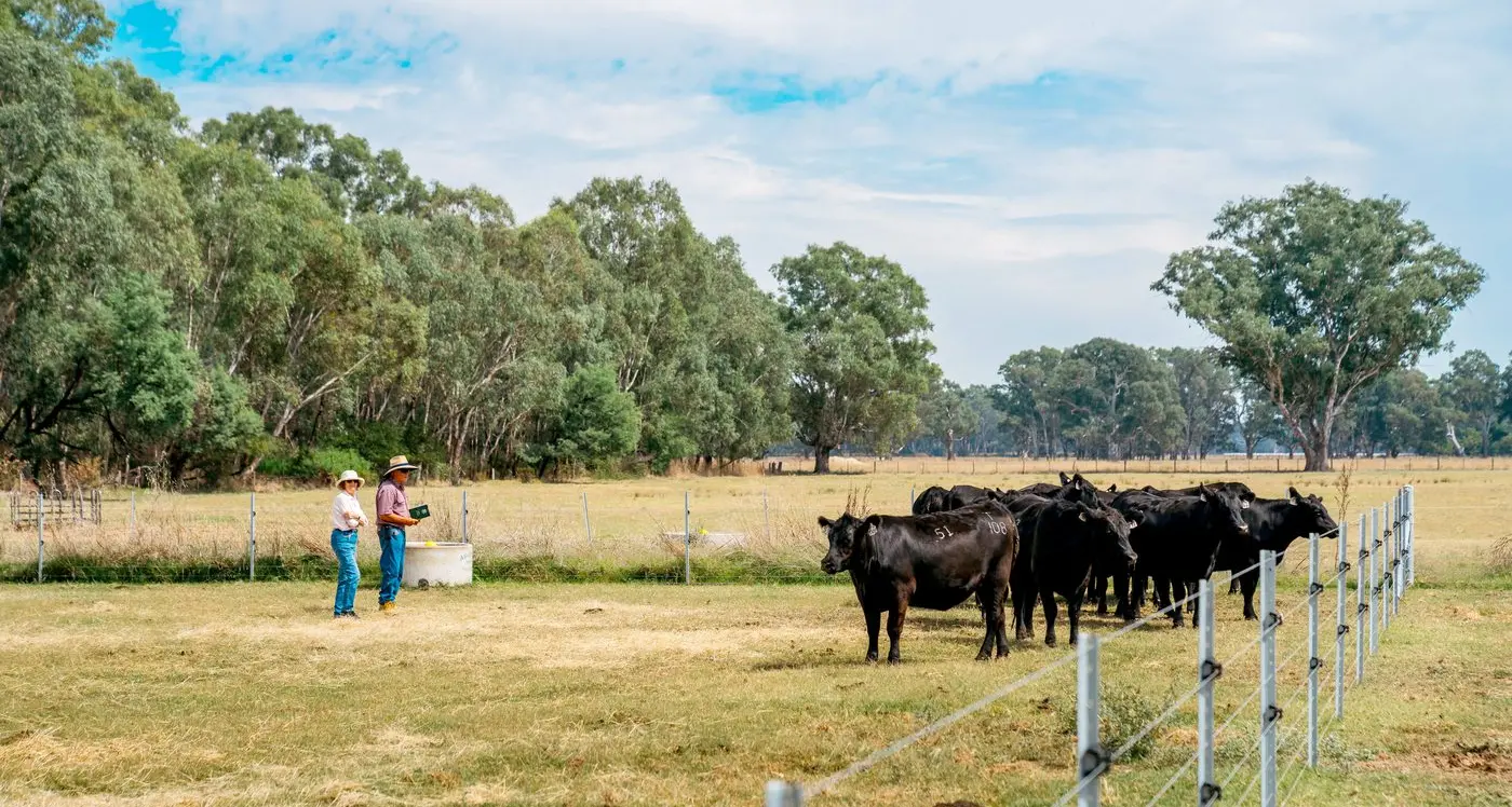 A new direction for Riddellvue Angus