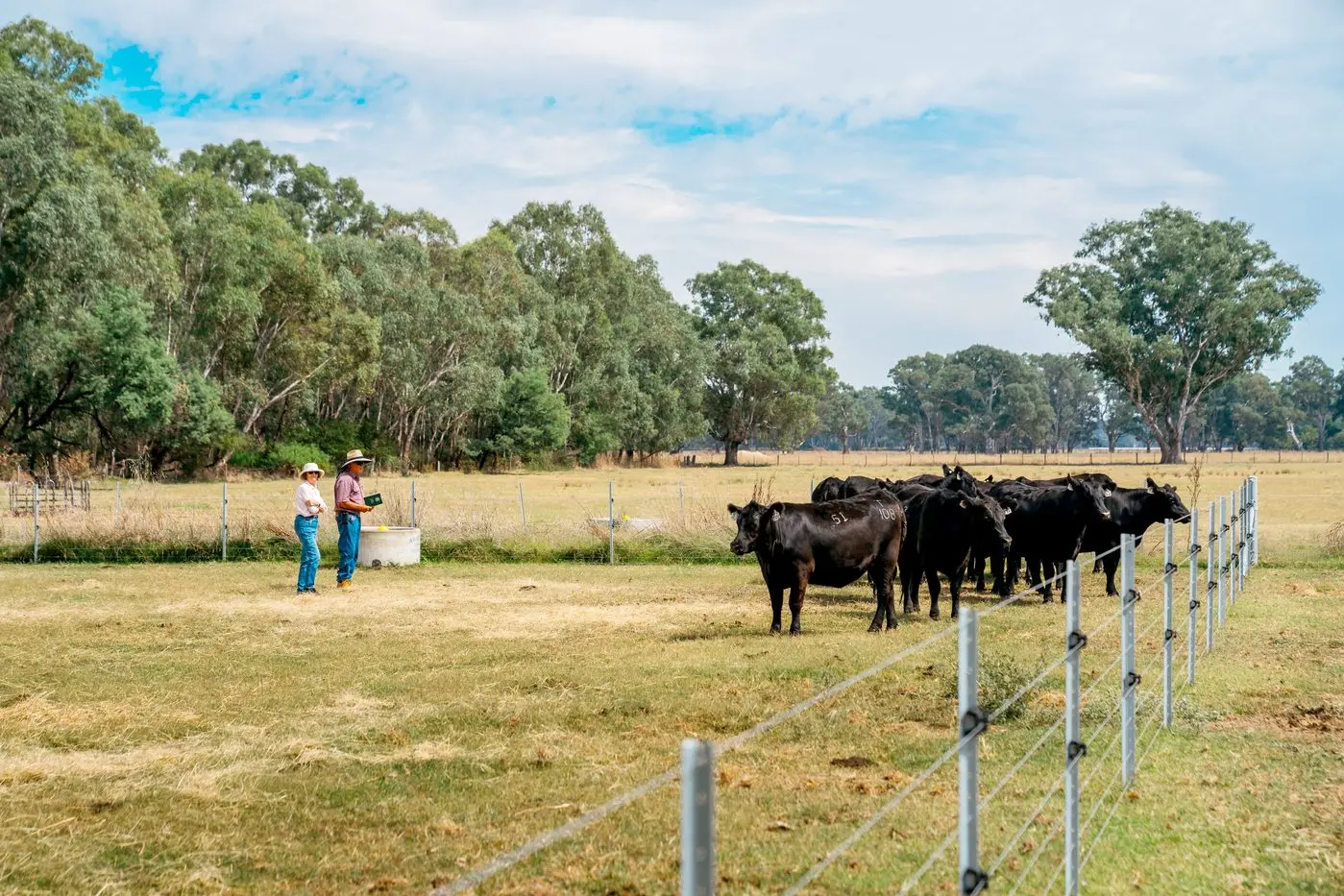 ANNUAL SALE: Riddellvue Angus\\'s autumn sale \\nin 2024 represented a great opportunity to secure some premium genetics. PHOTO:  Jaccob McKay Photography