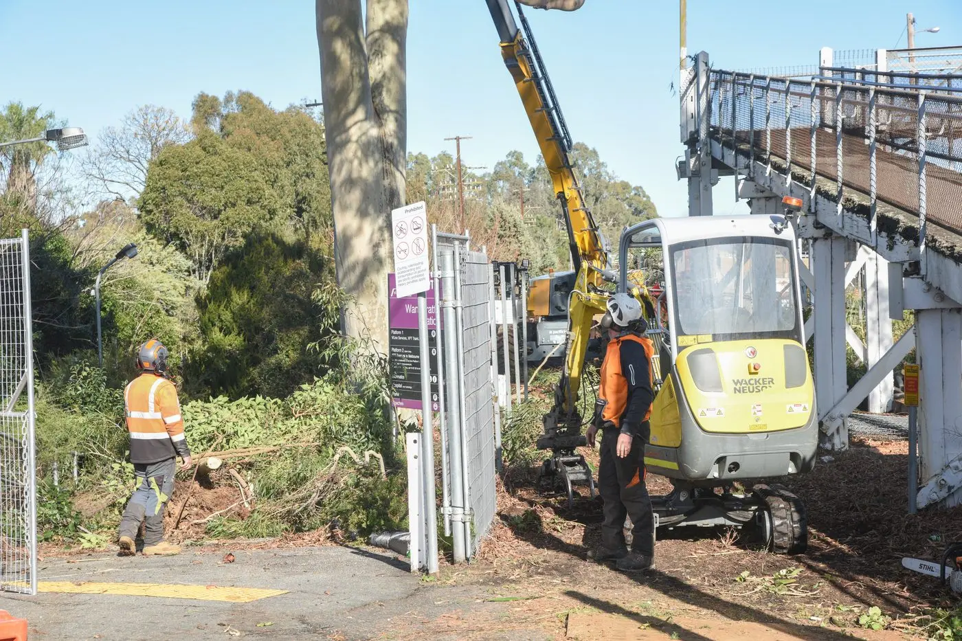 TREE REMOVAL: Workers concentrating on the removal of a large scented gum tree at Wangaratta Railway Station. PHOTO: Kurt Hickling