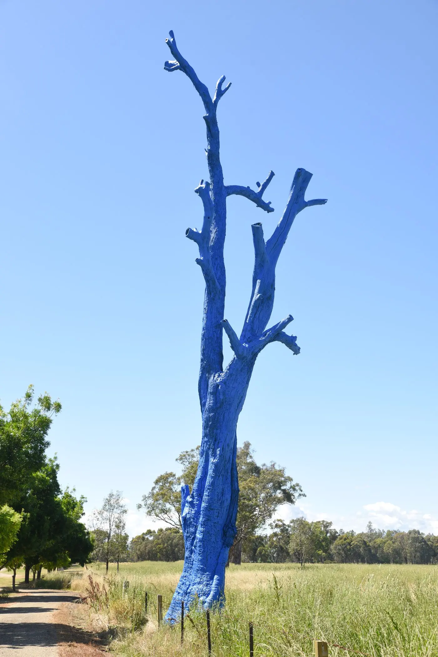 Tree aims to be a conversation–starter