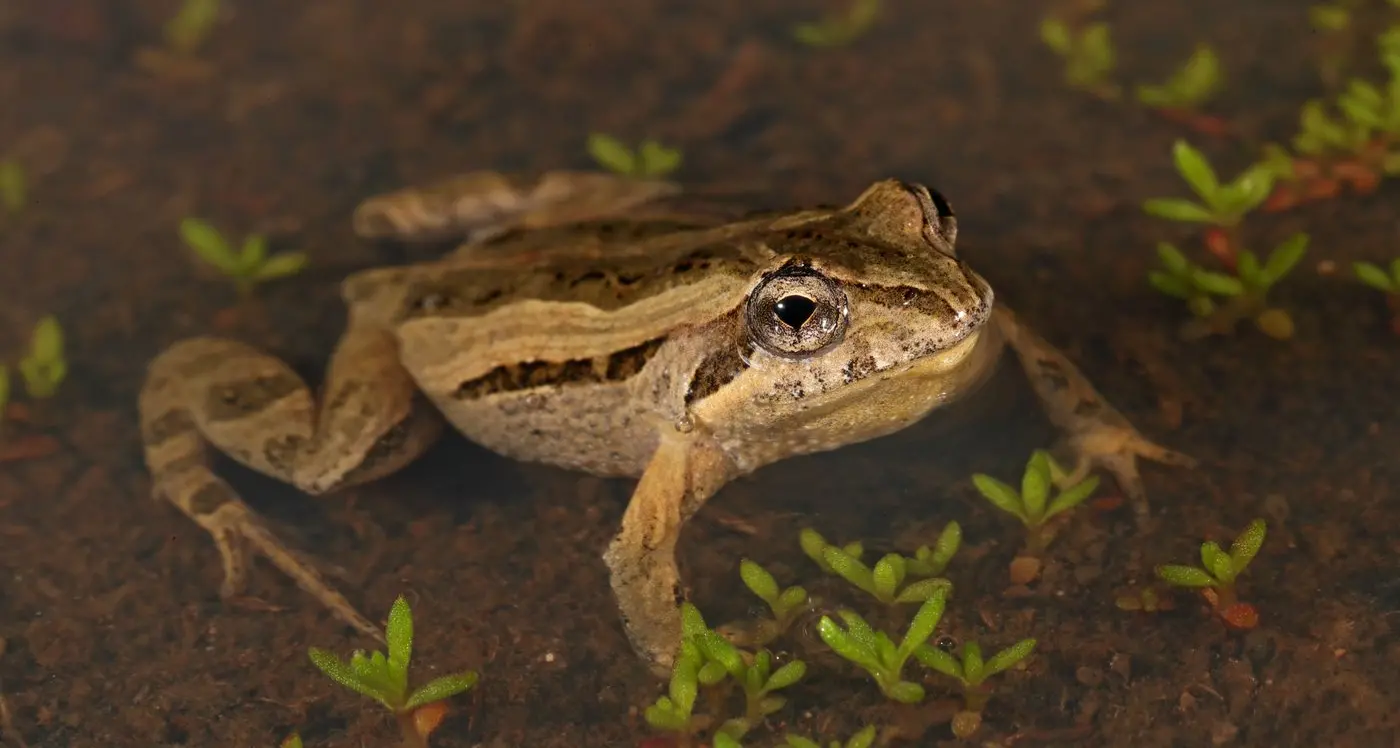 Creaks and croaks in our creeks