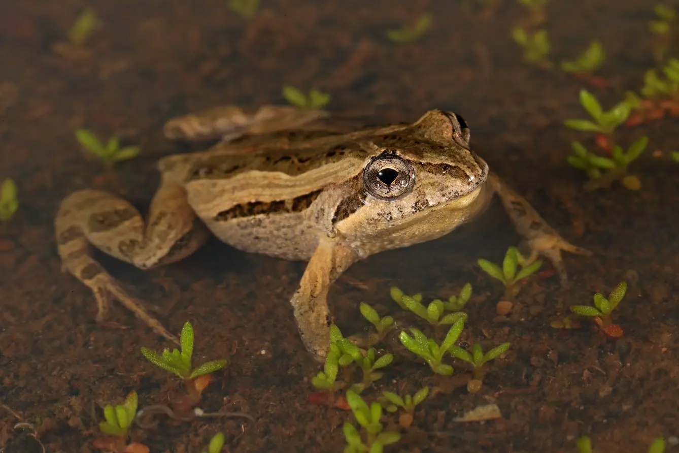 WET WEATHER INHABITANTS: This Common Froglet has become more active following recent rainfall. PHOTO: Chris Tzaros (Birds Bush and Beyond)