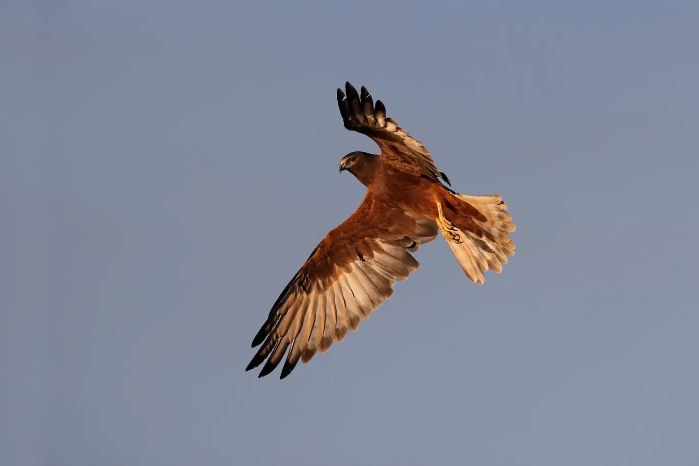 HOVERING HUNTER: Swamp Harrier showing its large finger-like feathers at the end of its wings.\\nPHOTO: Chris Tzaros (Birds Bush and Beyond)