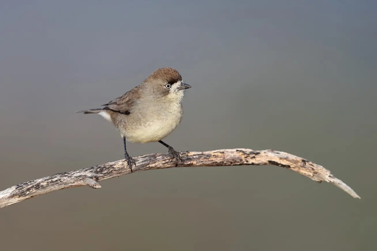  A STANDOUT: Often perching on fallen sticks and branches, the Southern Whiteface is at home foraging on the ground and over stumps and dead trees.\\nPHOTO: Chris Tzaros (Birds Bush and Beyond)