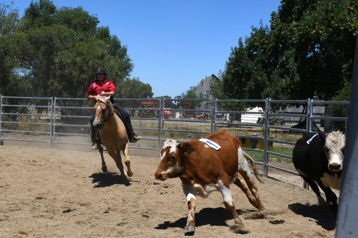 SORTING THE CATTLE: Ozsort, a two\\u2013rider, cattle\\u2013sorting sport, that sees cattle moved, in order, into a separated pen, will be on show at the Seymour Alternative Farming Expo. Id:38340