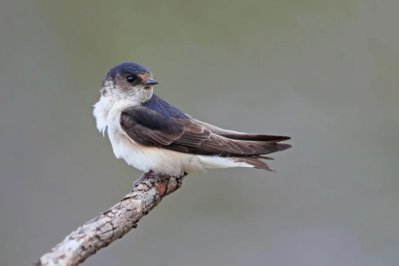 NOT A SWALLOW: Perched near its nest, this Tree Martin takes a break from its life on the wing. PHOTO: Chris Tzaros (Birds Bush and Beyond)\\n