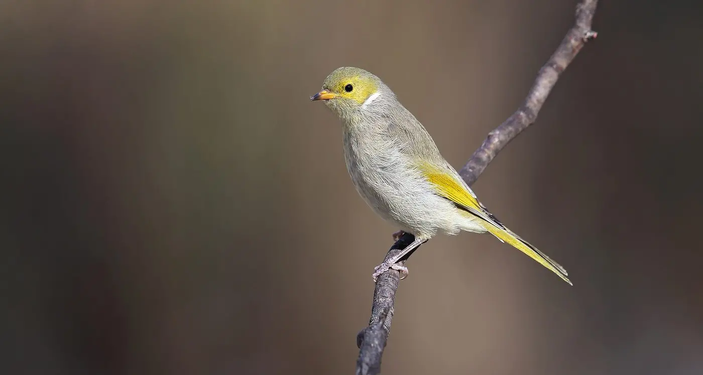 White-plumed Honeyeater: a year-round resident