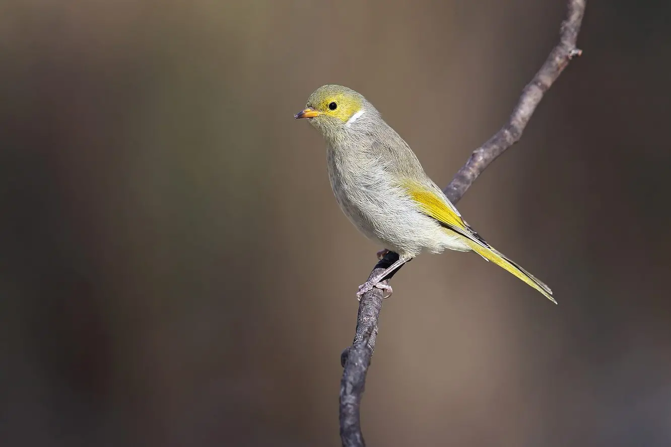 PERCHED: The White-plumed Honeyeater with its distinctive white plume. PHOTO: Chris Tzaros (Birds Bush and Beyond).