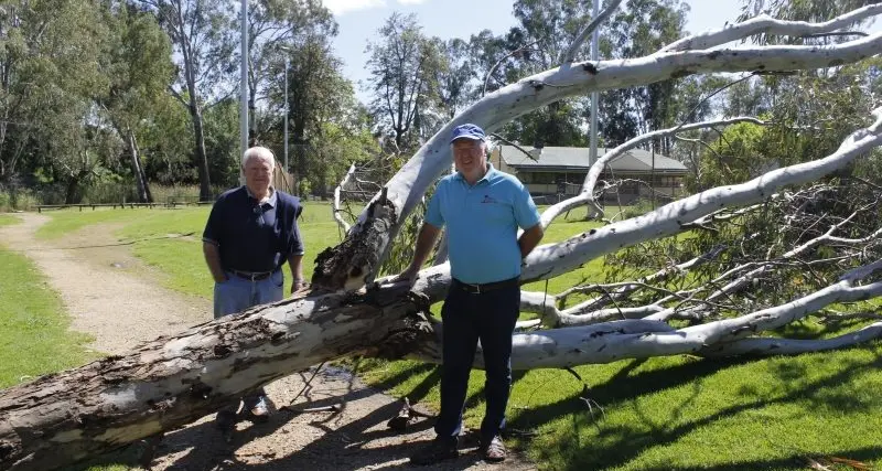 Dangerous gum tree falls at Merriwa Park