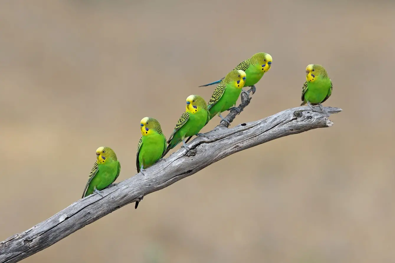 SWARM OF COLOUR: Beautiful in their wild habitat \\u2013 a small flock of Budgies recently spotted in the Warbies.\\nPHOTO: Chris Tzaros (Birds Bush and Beyond)