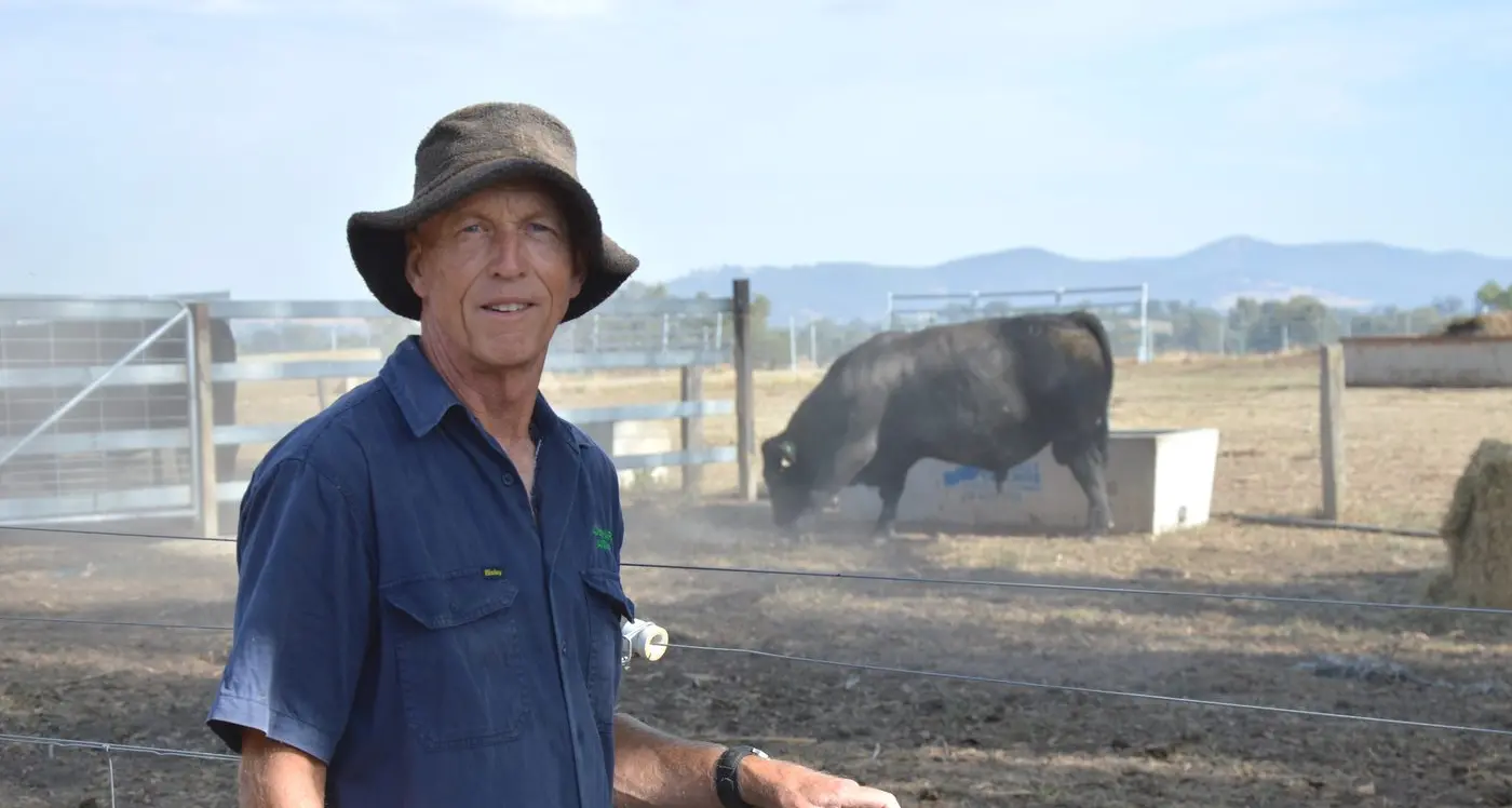 Handy bulls and heifers draw interest at Jade Park Angus