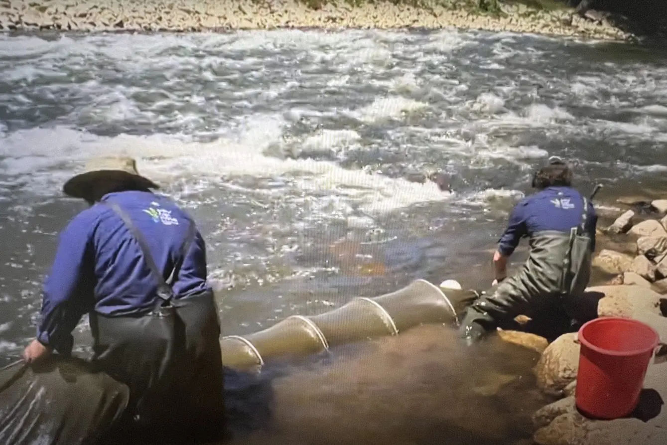 GOOD SIGNS: Fish surveys at the Tea Garden Creek fishway in the Ovens River at Everton show positive signs for native fish migration. PHOTO: NECMA