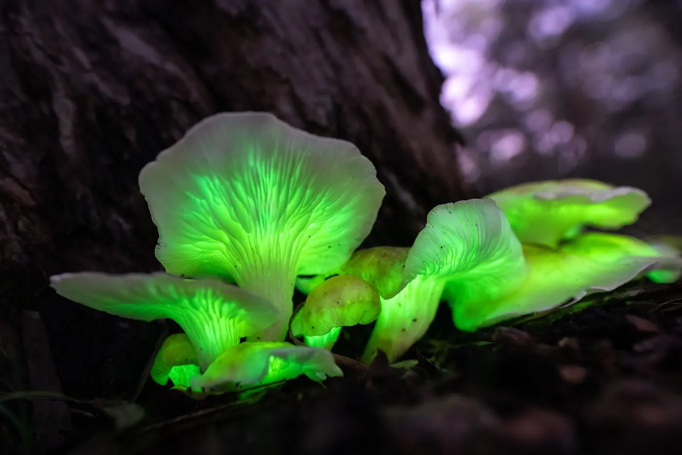 Favourable weather is creating a fungi time