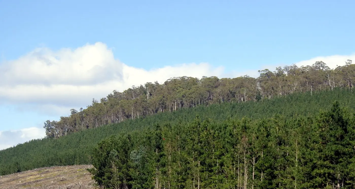 Free forum on integrating forestry into farming systems