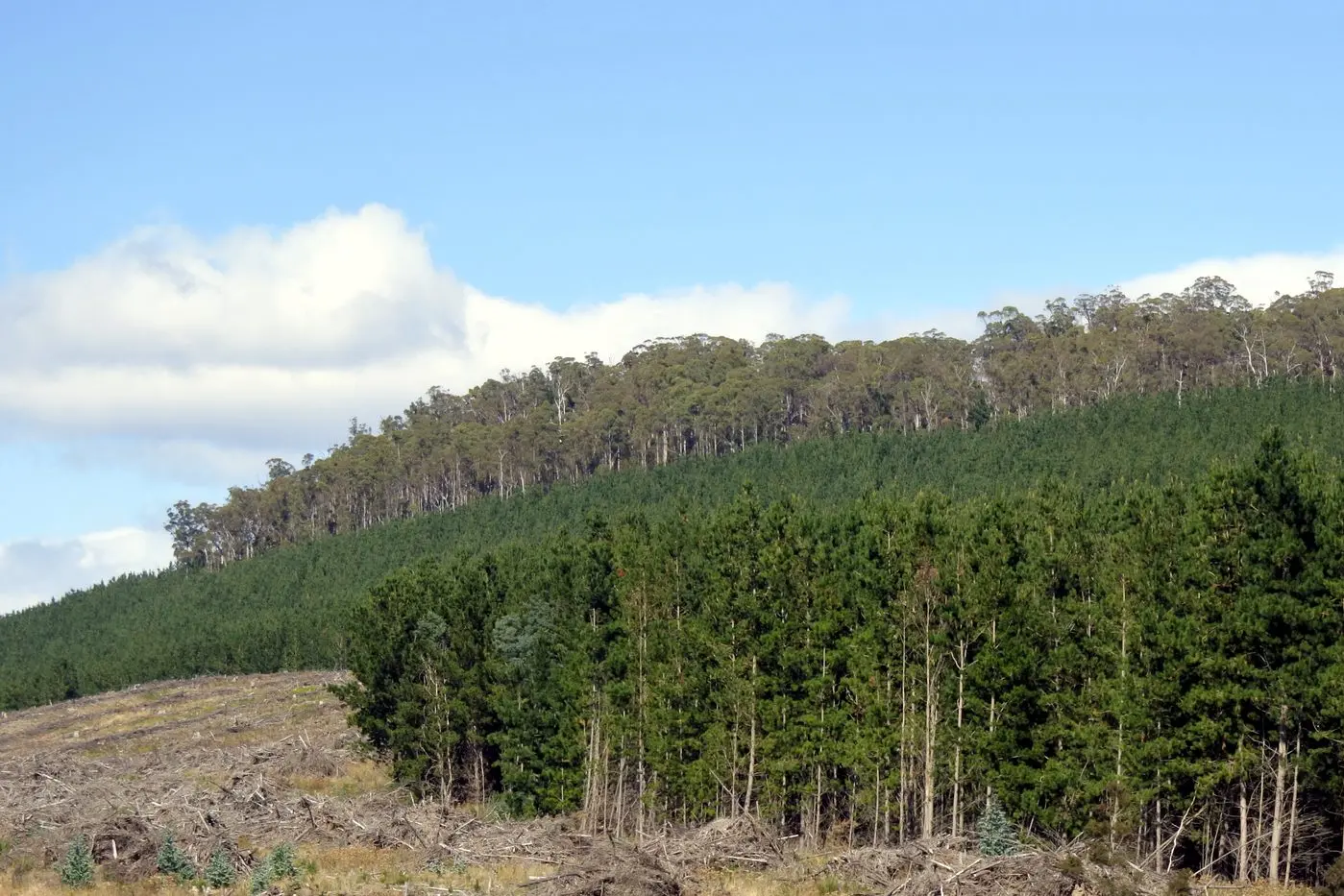 FREE FORUM: Integrating forestry into farming systems will be the focus of a free forum to be held in Wangaratta in June.
