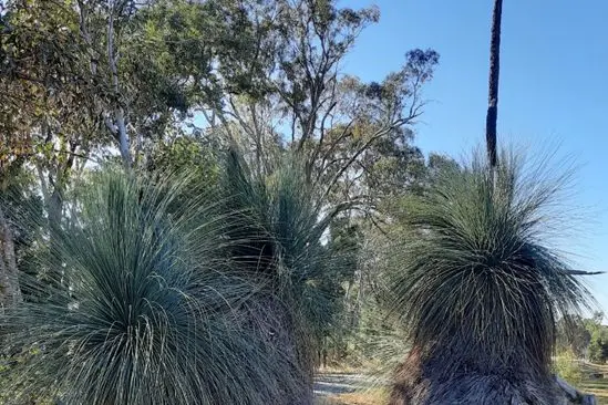 OUR NATURAL WONDER: A Warby grass tree - six metres high to the tip of its spike and fully skirted which is exceptional (possibly unique) in Australia - not burnt for maybe 400 years.
