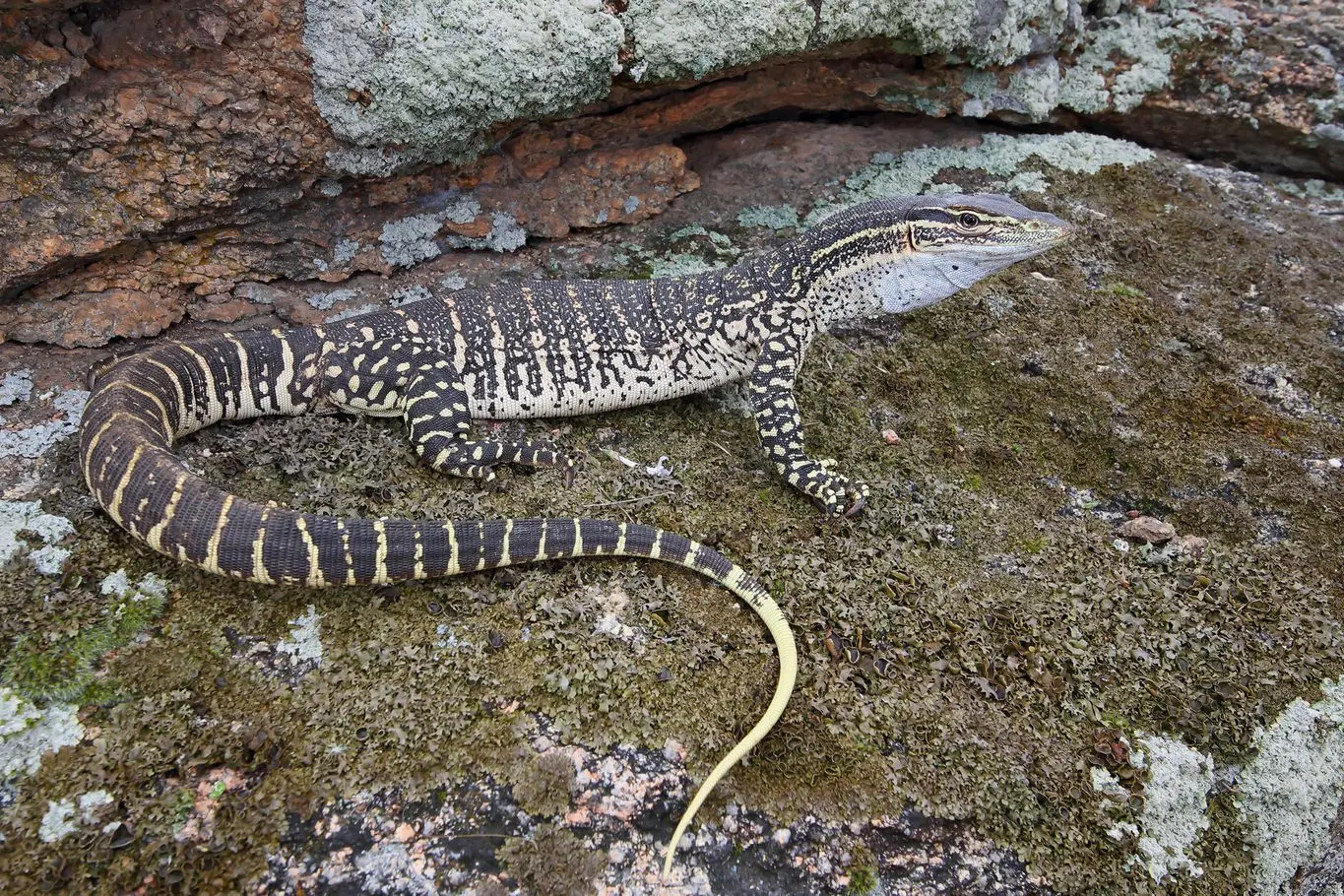 SOAKING IN THE SUN: A young Sand Goanna basks in the sun. PHOTO: Chris Tzaros (Birds Bush and Beyond)