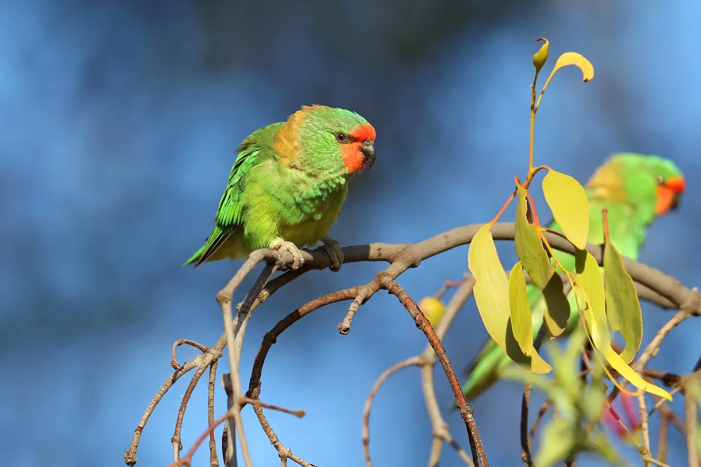 HEARD BUT RARELY SEEN: Although they are a vibrant mix of red and green, Little Lorikeets can be difficult to see in the treetops where they spend most of their time. PHOTO: Chris Tzaros (Birds Bush and Beyond) Id:22593