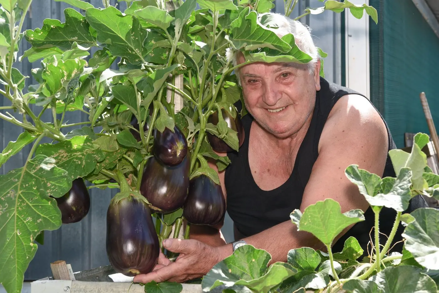 ITALIAN GIANTS: Keen gardener Mario Caligiuri knows how to grow eggplant on a large scale. PHOTOS: Kurt Hickling. 