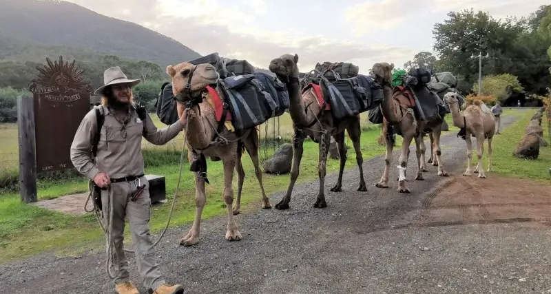 Unusual rescue of man, camels and dog in Jamieson