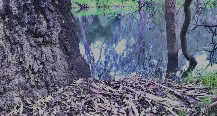 Educational wetlands open for all