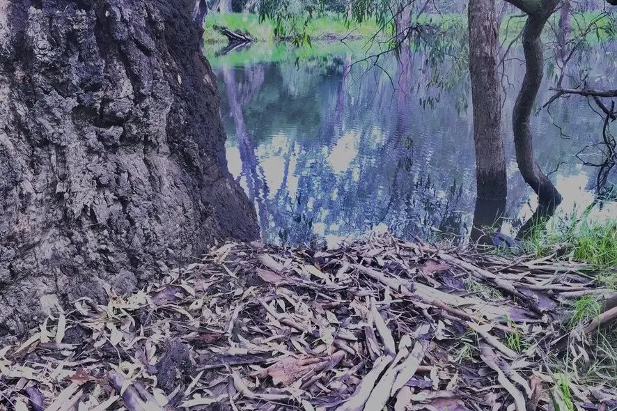 SERENE NATURE: The Mullinmur Billabong has been a site for nature education for nearly a decade.