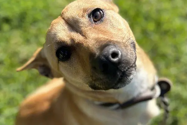 RSPCA CLOSURE: The closure of the Wangaratta RSPCA will impact many volunteers, employees and pets such as Pixie.