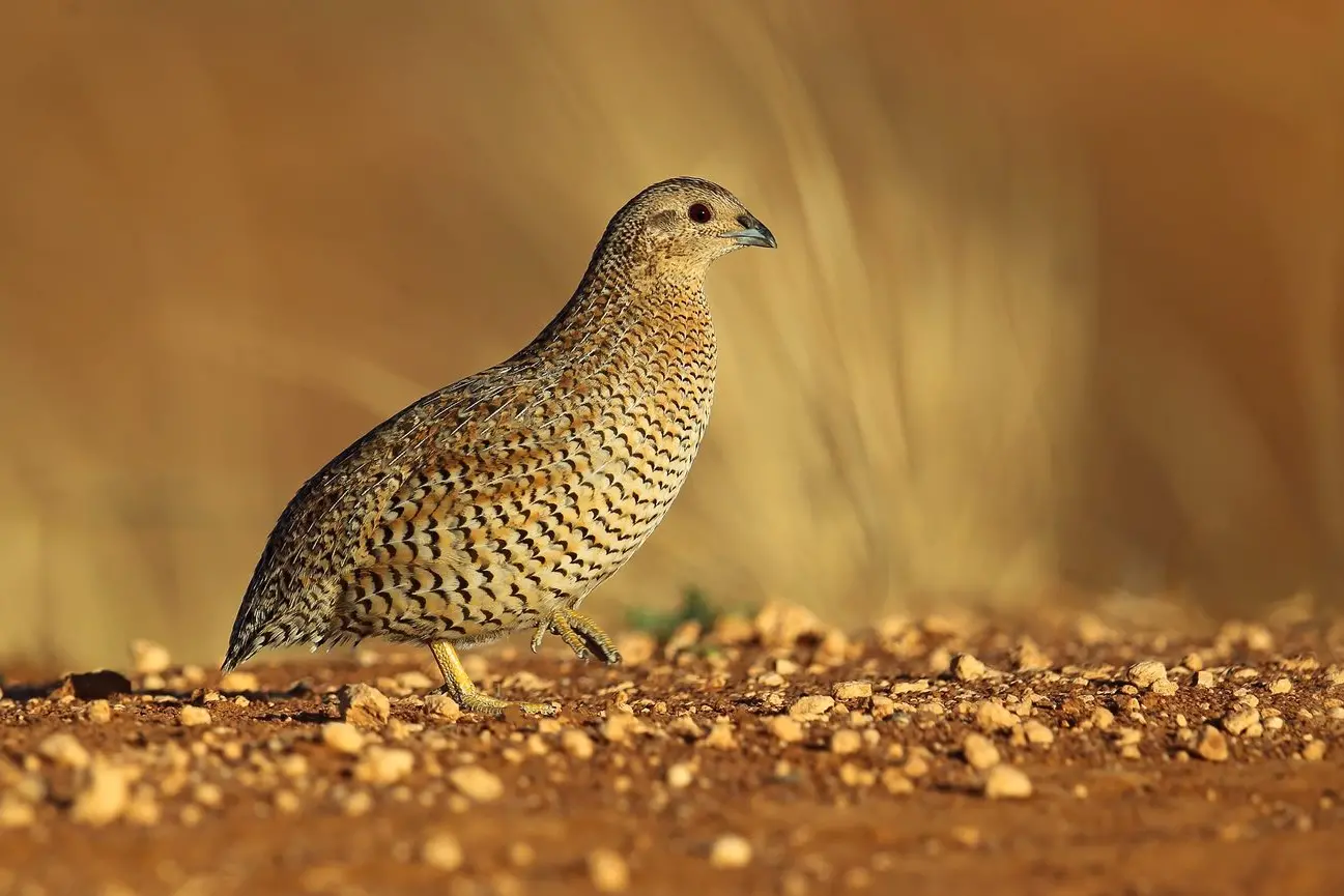 HEARD NOT SEEN: Rarely seen in the open, this Brown Quail makes a brisk dash across a road before disappearing into the long grass.