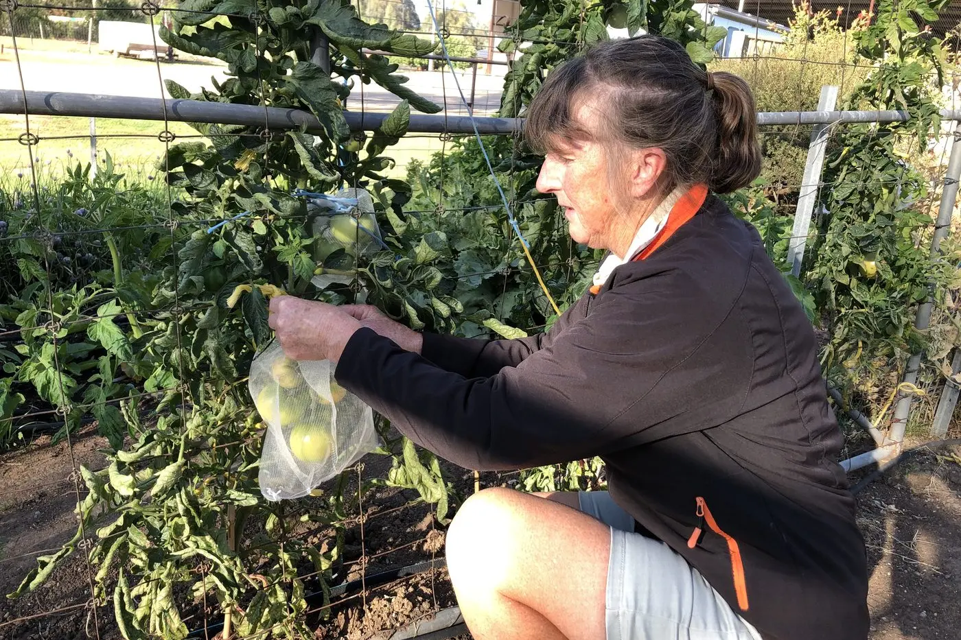 PROTECTING PRODUCE: Landcare facilitator Gayle South tying netting around tomatoes. PHOTO: Sally Day Id:21935