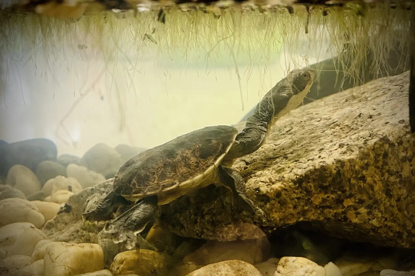 PROTECTED: One of the Broad\\u2013Shelled Turtles safe in a tank at Borinya. Id:31728