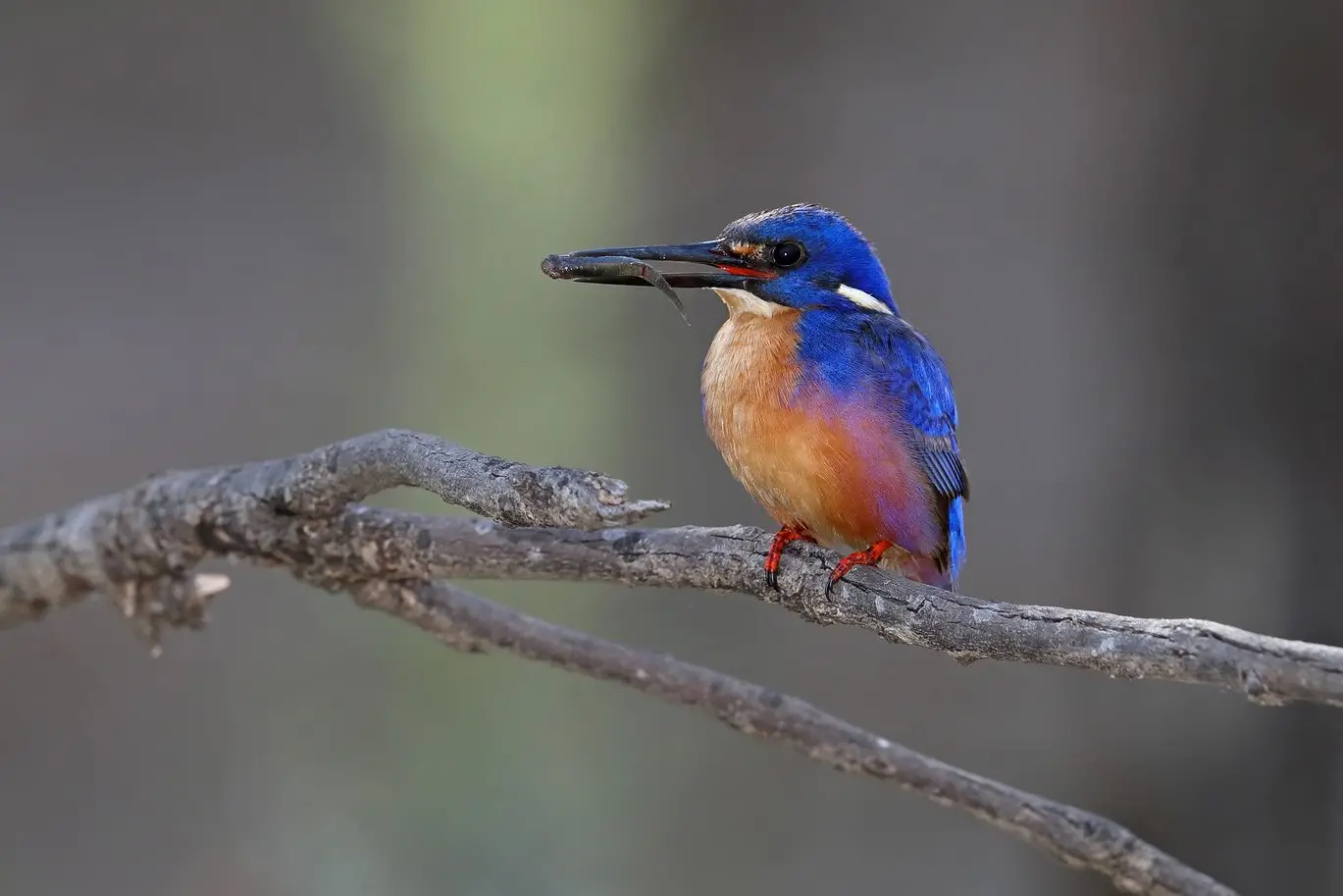 DEADLY HUNTERS: Azure Kingfisher with a small fish it has caught. PHOTO: Chris Tzaros (Birds Bush and Beyond)