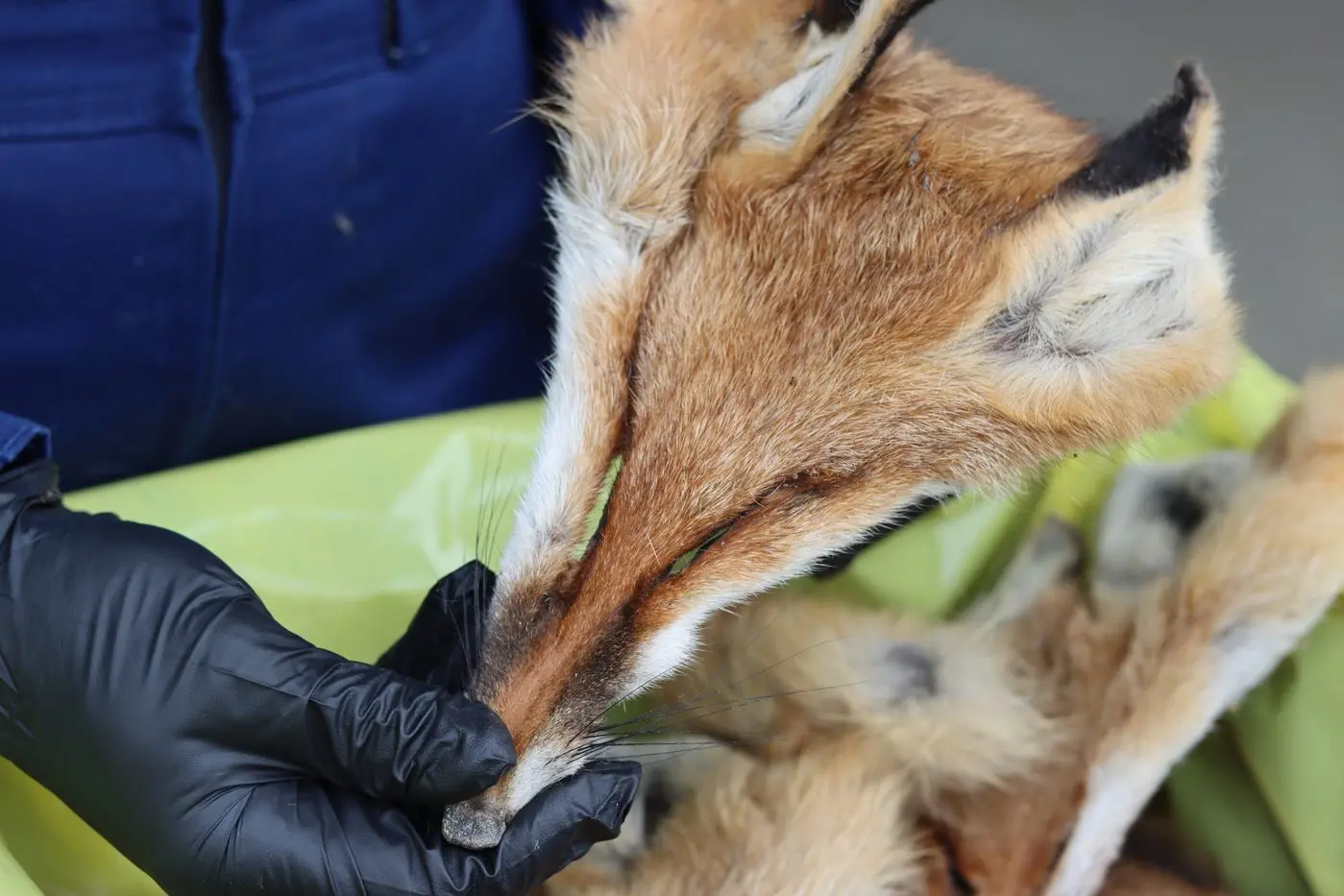 BOUNTY BACK ON: The State Government has resumed the fox and wild dog bounty for 2023, with fox scalps receiving a $10 reward and wild dogs a $120 reward. PHOTO: Agriculture Victoria Id:38324