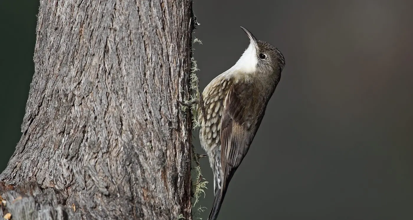 The White-throated Treecreeper