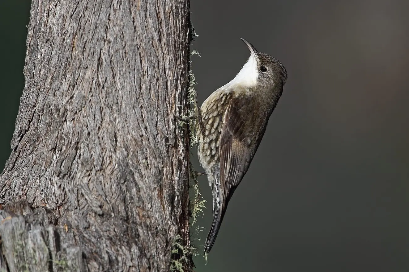 LITTLE PECKER: A White-throated Treecreeper \\u2013 the acrobatic climber. PHOTO: Chris Tzaros (Birds Bush and Beyond)