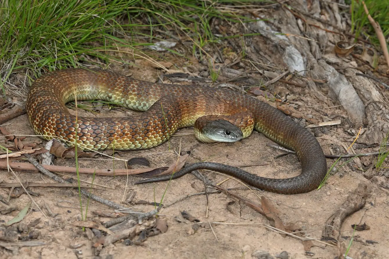 TREAT WITH CARE: A well-marked Tiger Snake, typical of the specimens that occur in the North East region.\\nPHOTO: Chris Tzaros (Birds Bush and Beyond)