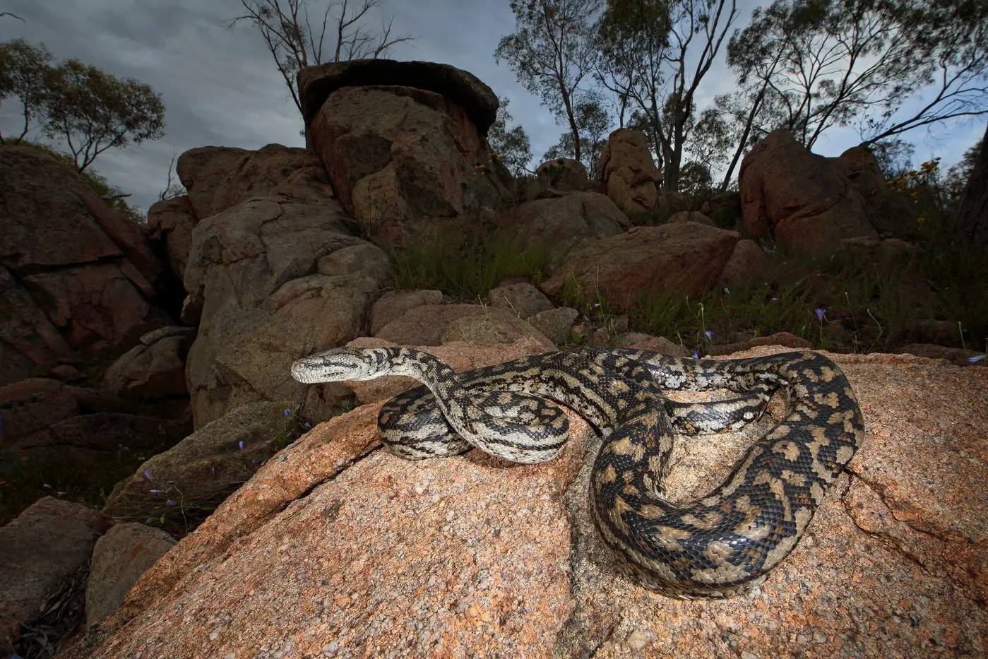 A RARE SIGHT: Carpet Pythons are mostly active during the evening and early morning, though they can hunt nocturnally in warm weather. PHOTO: Chris Tzaros (Birds Bush and Beyond)
