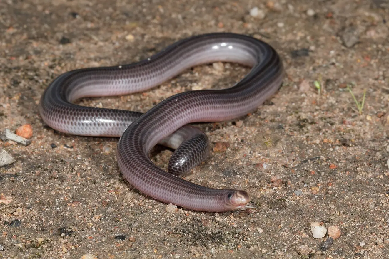 BULL ANT SPECIALIST: Sightings of the Woodland Blind Snake are rare. Most are seen on warm and humid summer nights. PHOTO: Chris Tzaros (Birds Bush and Beyond) Id:34712