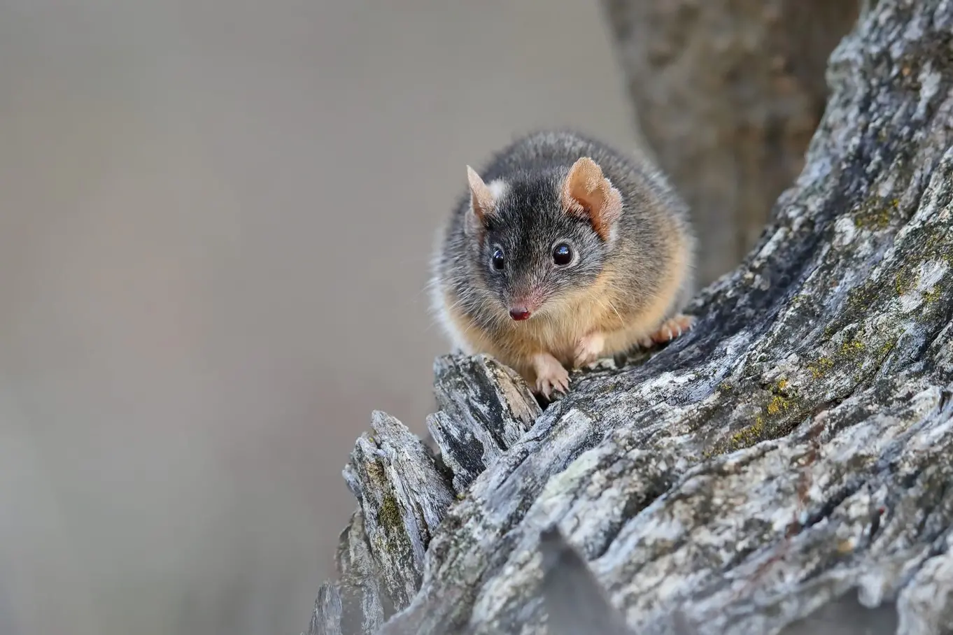 INQUISITIVE: A Yellow-footed Antechinus. PHOTO: Chris Tzaros (Birds Bush and Beyond)