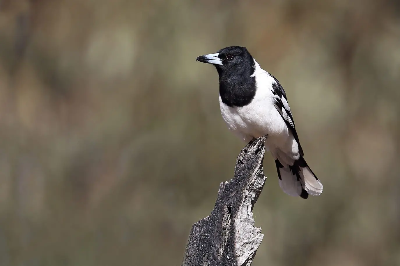 EYES OPENED: A Pied Butcherbird watchfully scans for prey from a low perch. PHOTO: Chris Tzaros (Birds Bush and Beyond).