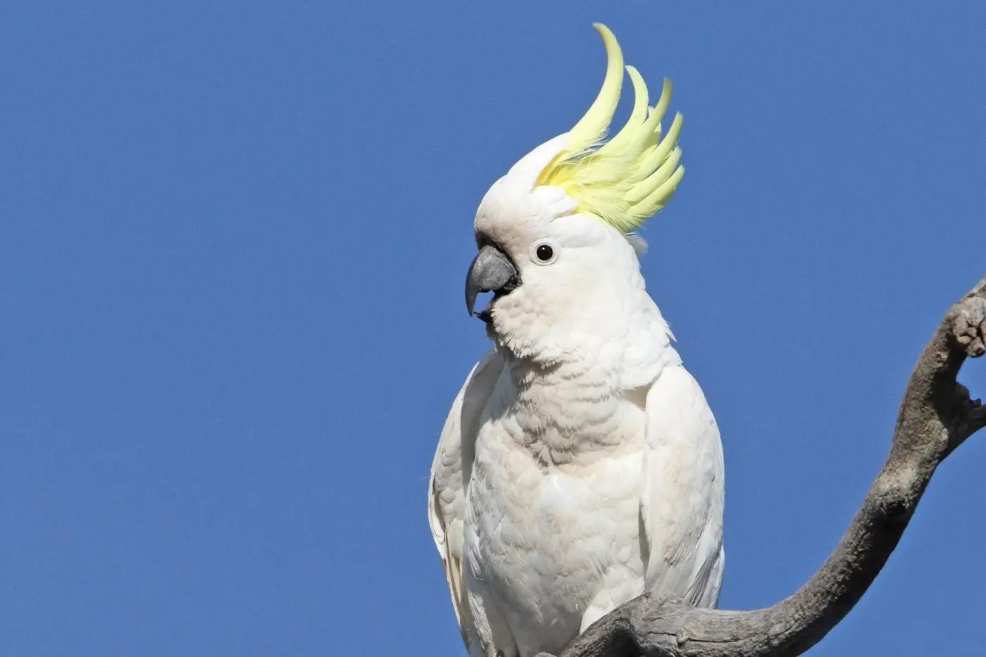 PITCH IMPERFECT: The beautiful but noisy Sulphur-crested Cockatoo. PHOTO: Chris Tzaros (Birds Bush and Beyond)\\n