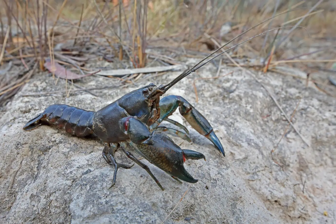 PINCER MOVEMENT: A Yabby in a defensive posture on dry land.\\nPHOTO: Chris Tzaros (Birds Bush and Beyond)
