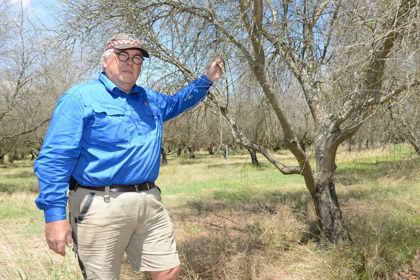 LEAFLESS: Olive grower Micheal Freudenstein has seen mass defoliation at his olive groves due to an unexpected infestation of olive lace bug. PHOTO: Brodie Everist 