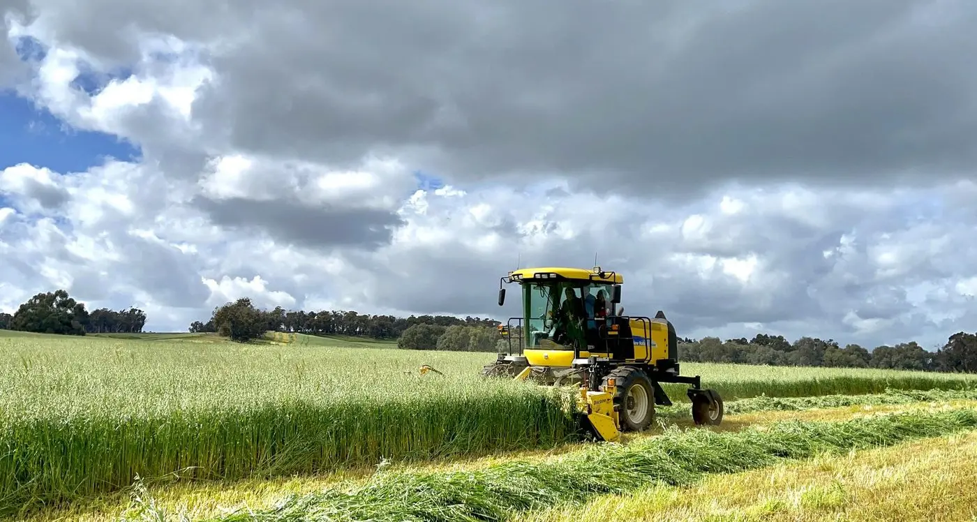 Oat growers reminded to look at effective rainfall on residues before plantback