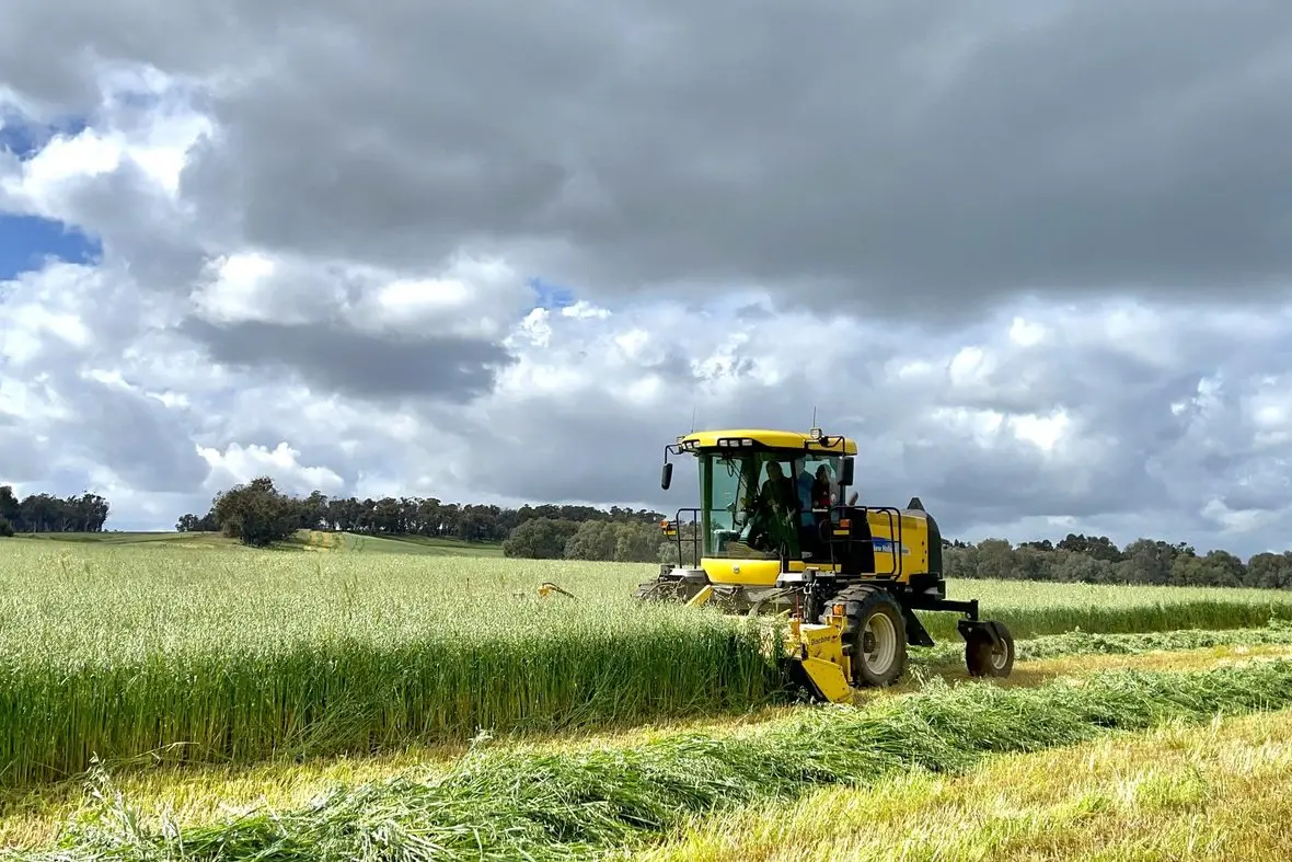 DOUBLE CHECK: Oat growers are urged to check their herbicide application and rainfall records carefully, and talk to their agronomist before sowing oats.