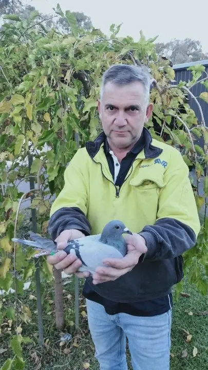 CHAMPION PAIR: Carl Cutrona with his pigeon that won the Anzac day commemorative race last Sunday.