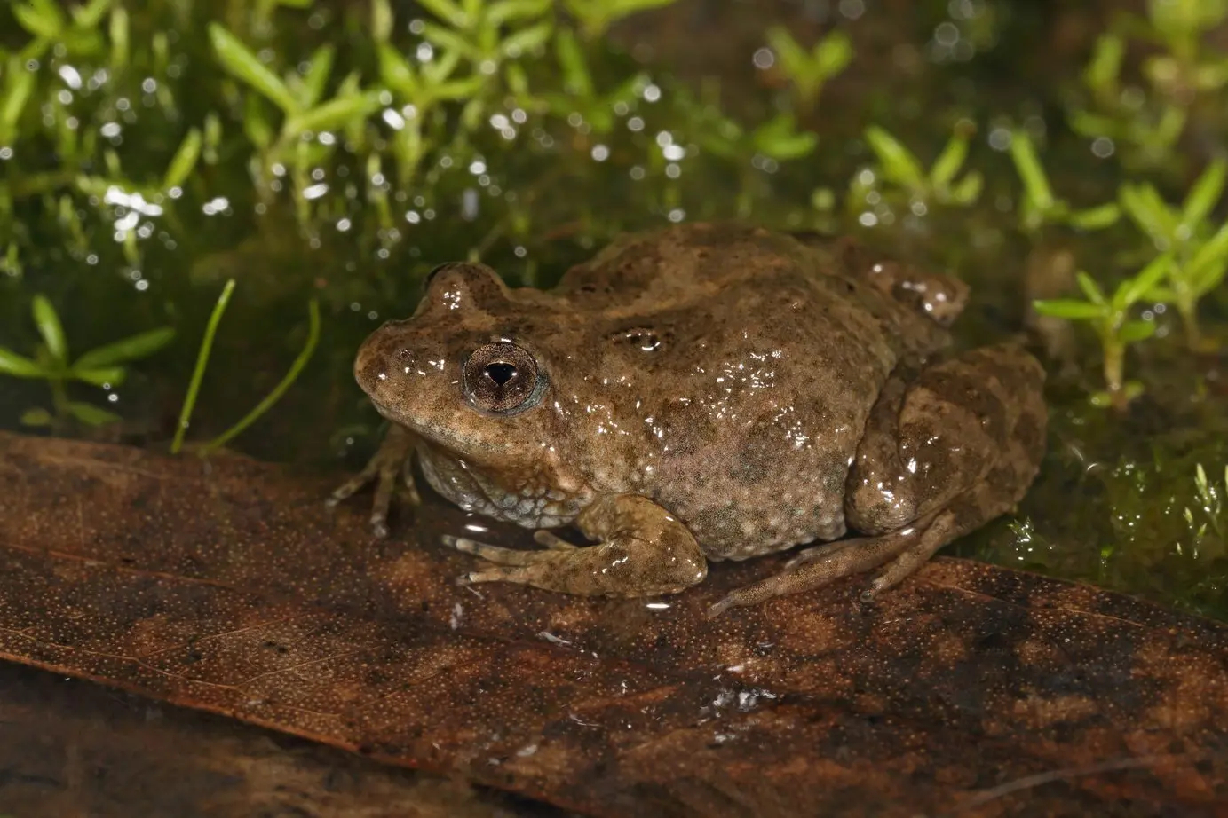 TINY, HARD TO SPOT: The endangered Sloane\\'s Froglet. PHOTO: Chris Tzaros (Birds Bush and Beyond) Id:29841
