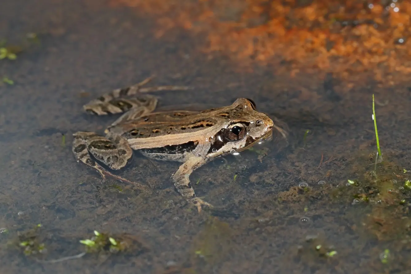 HEARD BUT RARELY SEEN: Plains Froglets are rarely seen out in the open but here a male gives its breeding call from a shallow puddle. PHOTO: Chris Tzaros (Birds Bush and Beyond)
